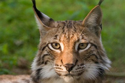 Lince, fonte wikipedia