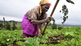 donna coltiva con zappa